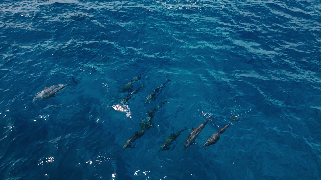Tropical sea with dolphins visible near surface in dark blue water, drone overview tracking pullback