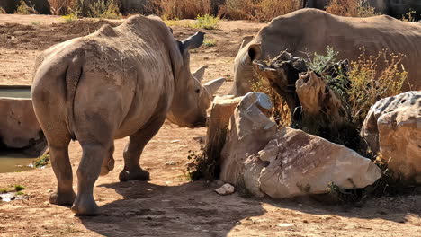 family of white rhinos on hot sunny day, slow motion