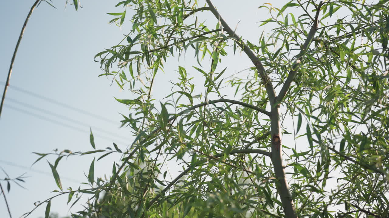 close up of willow tree branch with hanging slender leaves over blurred background sunlight filtering through green foliage creating serene outdoor nature scene