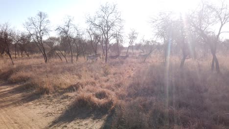 Manada-De-Cebras-Caminando-En-Veld-Con-Subflares-En-Una-Reserva-De-Caza