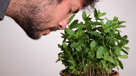 Bearded-man-smelling-leaves-of-mint-plant-on-white-background