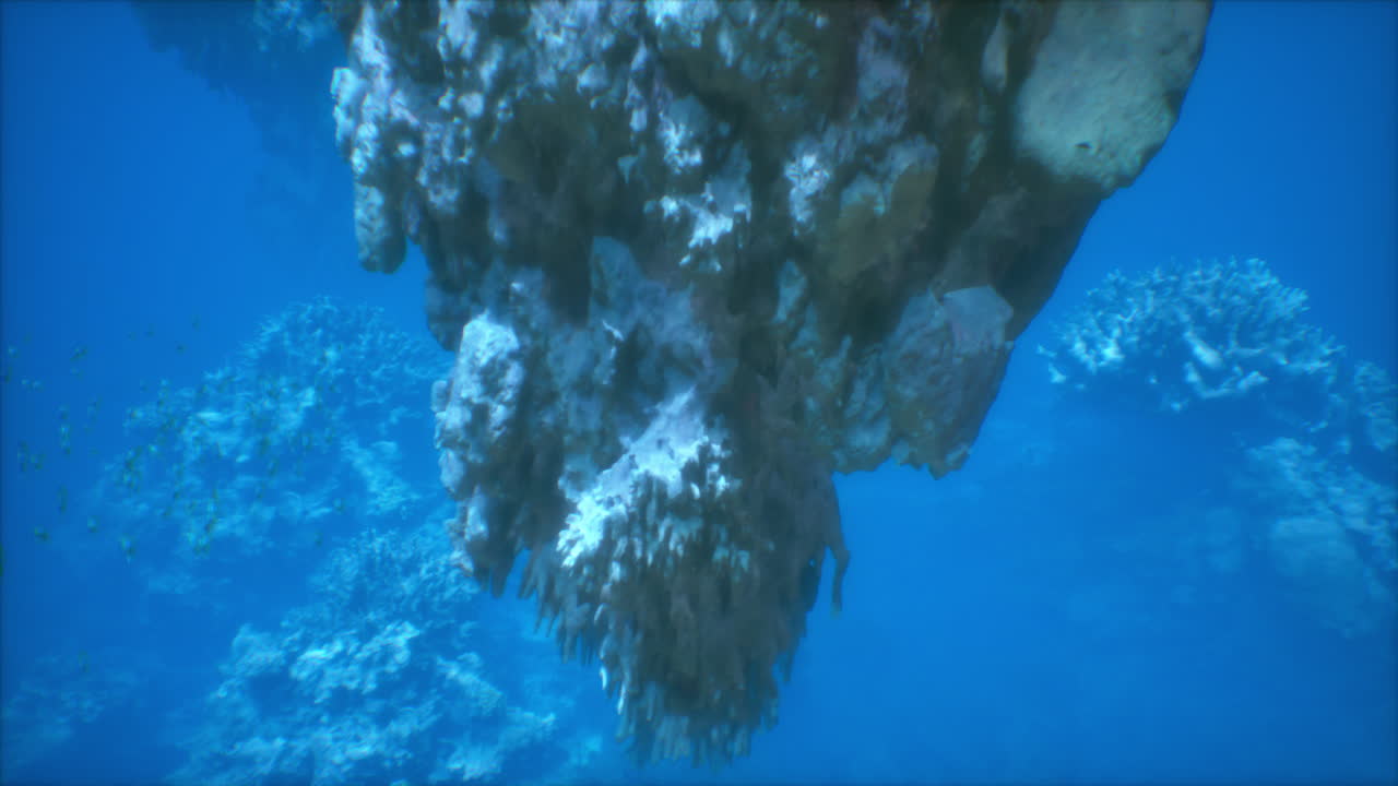 물속 산호초와 물고기