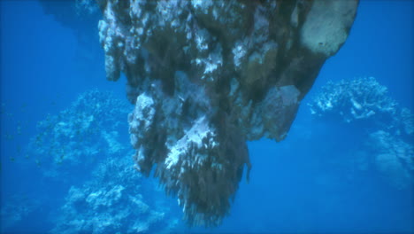 arrecife de coral submarino con peces