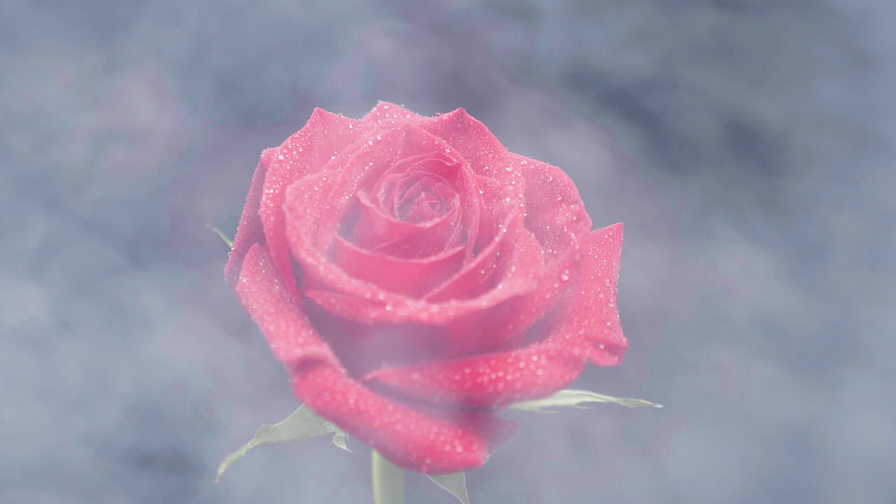 Red Rose with Dew Drops in Fog