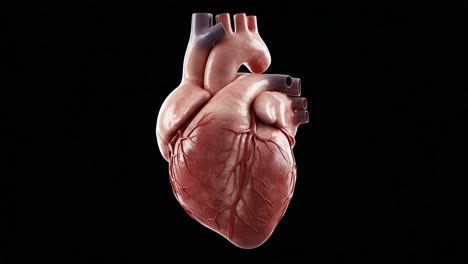 a detailed rendering of a human heart: a closer look at the complex structure and functionality of this vital organ in the human body