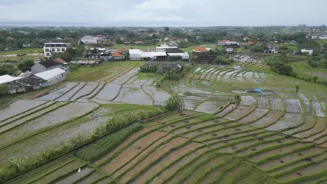 Toma-Aérea-Sobre-Arrozales-En-Karawang,-Indonesia