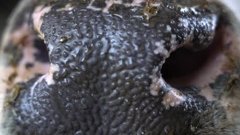 extreme close up of wet nose and nostrils of holstein heifer