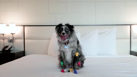 Cute-Puppy-With-Christmas-Lights