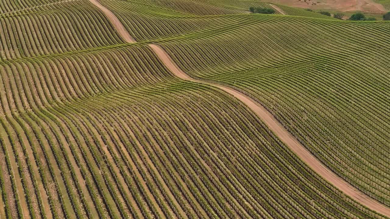 Vigneto con filari di viti su dolci colline vicino a Paso Robles, California - vista aerea.