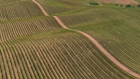 viñedo con filas de vides sobre colinas onduladas cerca de paso robles, california - aérea