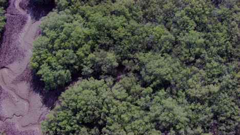 Vista-Superior-De-Un-Bosque-De-Manglares-A-Lo-Largo-De-Las-Costas-Tropicales,-Enraizado-En-Sedimentos-Salados