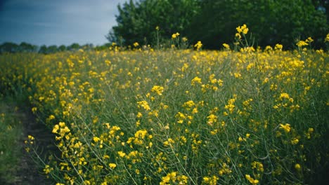 Rapeseed-field-blooming-flowers-moving-close-up