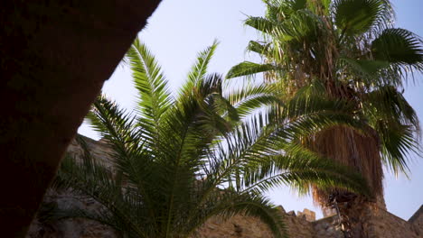 palm trees swaying against the wind and the blue sky