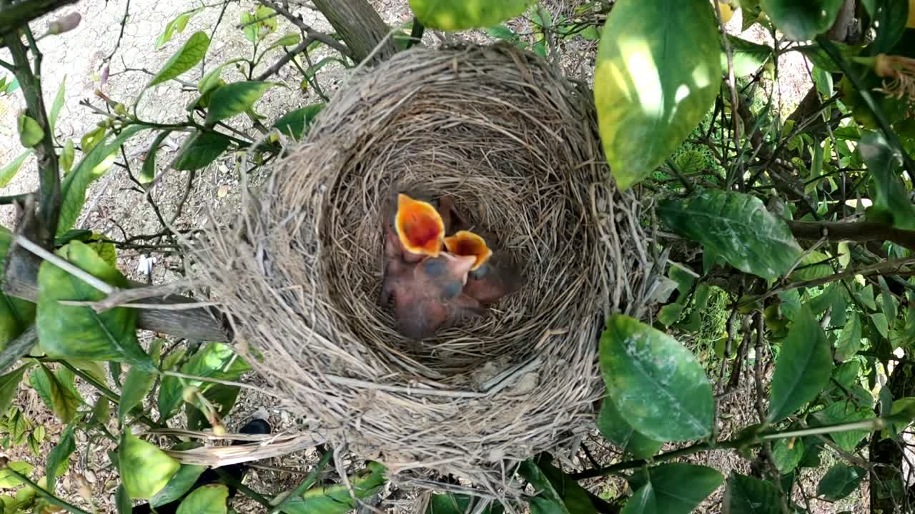 Overhead view of baby birds with open mouths waiting for their parents to feed them