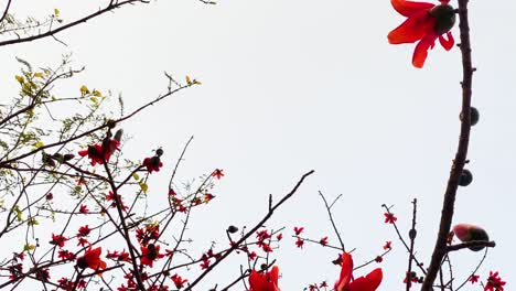 a hawk flies above a red silk cotton tree in bangladesh