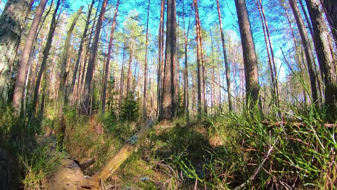 숲에서 낮은 던지기