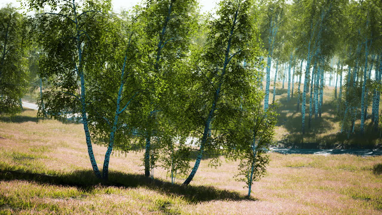 березовый лес в солнечном свете утром