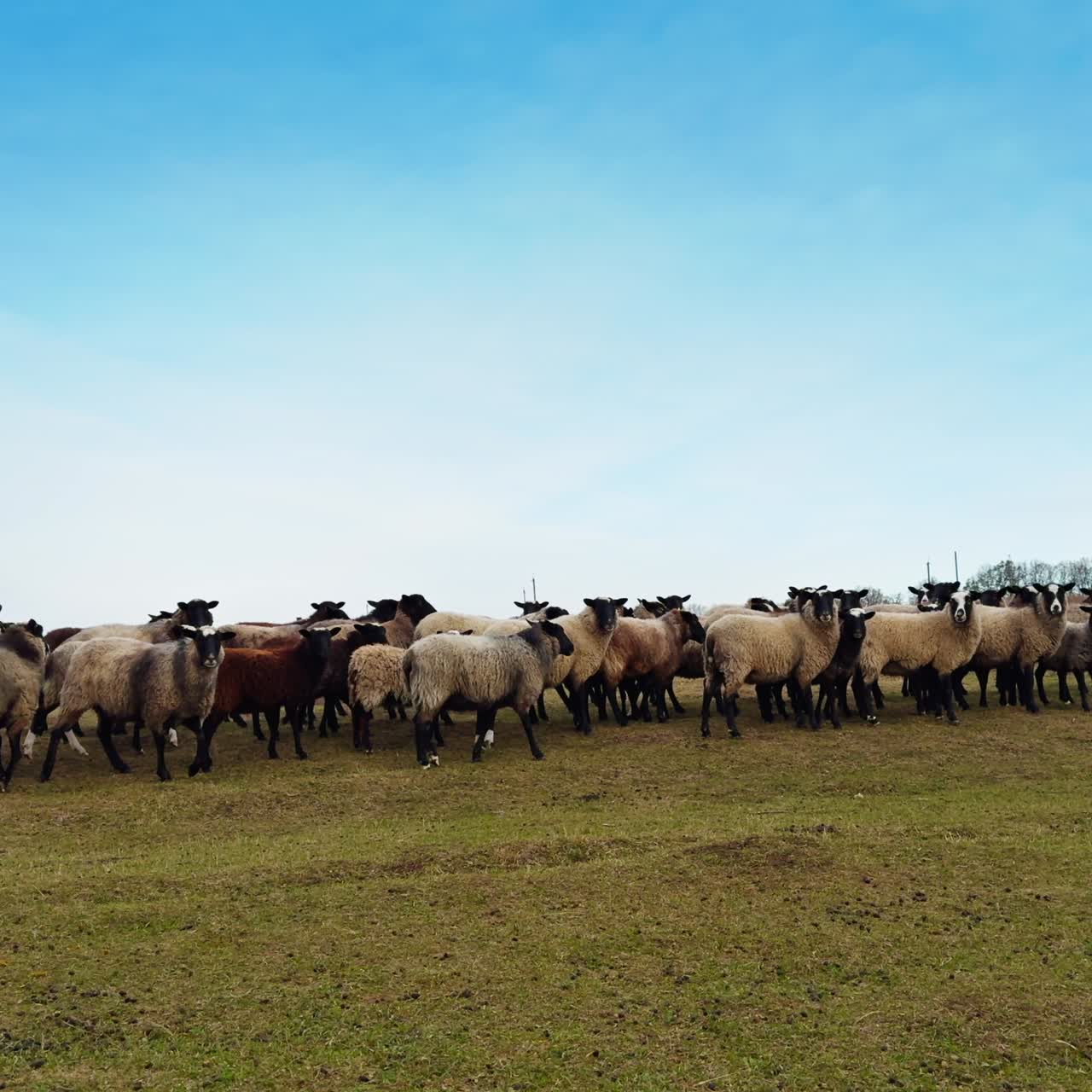 Un gregge di pecore si ferma e guarda nella fotocamera. Piccolo bestiame nella campagna in autunno