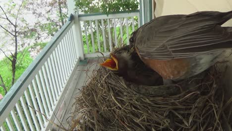 two adorable week old baby robins beg for food as mom cleans her nest