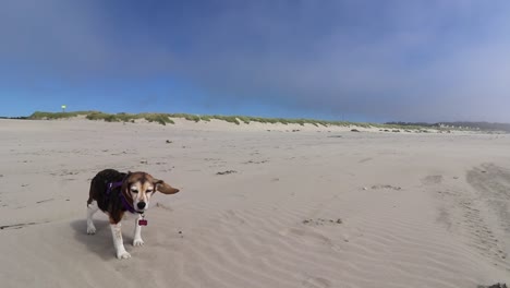 viejo perro beagle en una playa ventosa