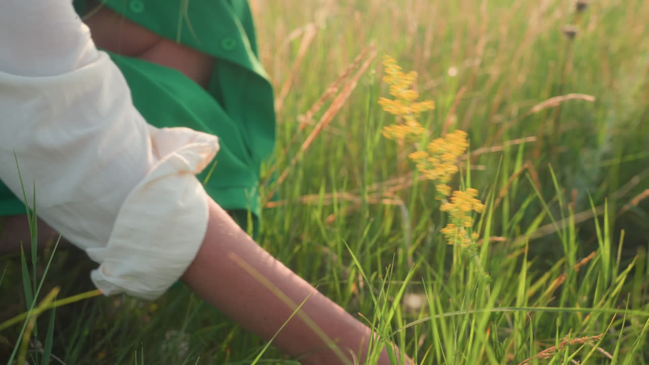 close up of woman kneeling in tall summer grass gently picking wild yellow flower as sunlight creates soft glow on green field background