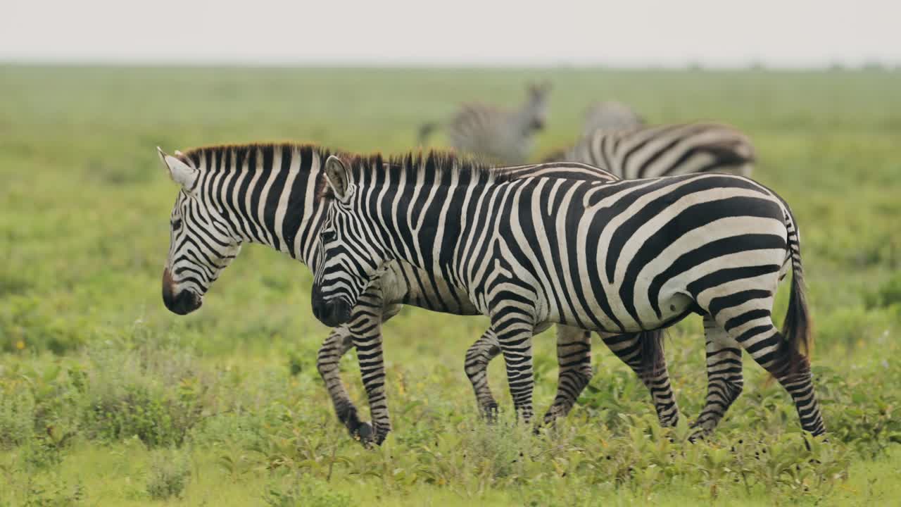 Slow Motion Zebra Herd Walking in Serengeti in Africa in Tanzania, Large Herd of Lots of Zebras during Migration, Migrating in Serengeti National Park Plains on African Animals Wildlife Safari