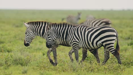 slow motion zebra herd walking in serengeti in africa in tanzania, large herd of lots of zebras during migration, migrating in serengeti national park plains on african animals wildlife safari
