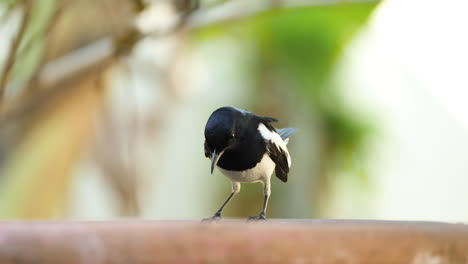 Vogel,-Orientalisches-Elster-Rotkehlchen,-Nippt-An-Wasser-Aus-Der-Vogeltränke-Und-Fliegt-Dann-Davon