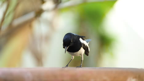pájaro, urraca-robin oriental, s bebiendo agua del baño de pájaros, luego vuela lejos
