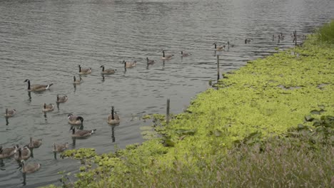 Grupo-De-Patos-Nadando-En-El-Lago