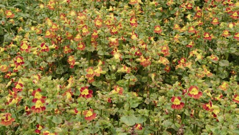 fotografía de un parche de flores silvestres, hierba, ortigas y otras plantas cerca de las dunas de arena alrededor de la playa de eoropie