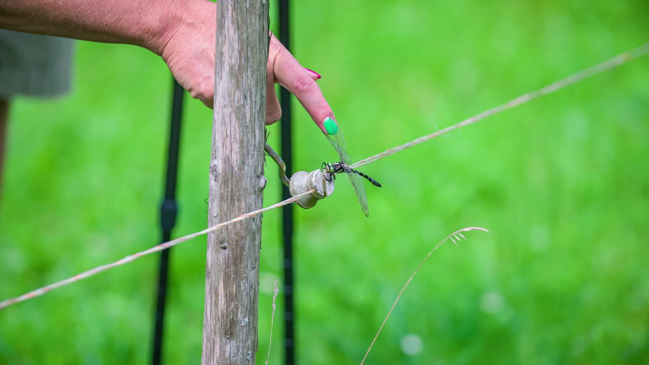 Touching the wings of a dragonfly. Beautiful flying insect. Dragonfly on an electric wire. Topla Valley, Slovenia