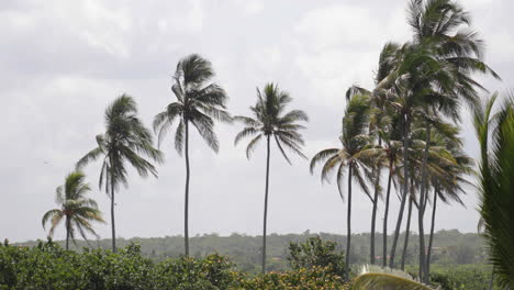 palmeras en el viento con pájaros volando en cuba en 4k