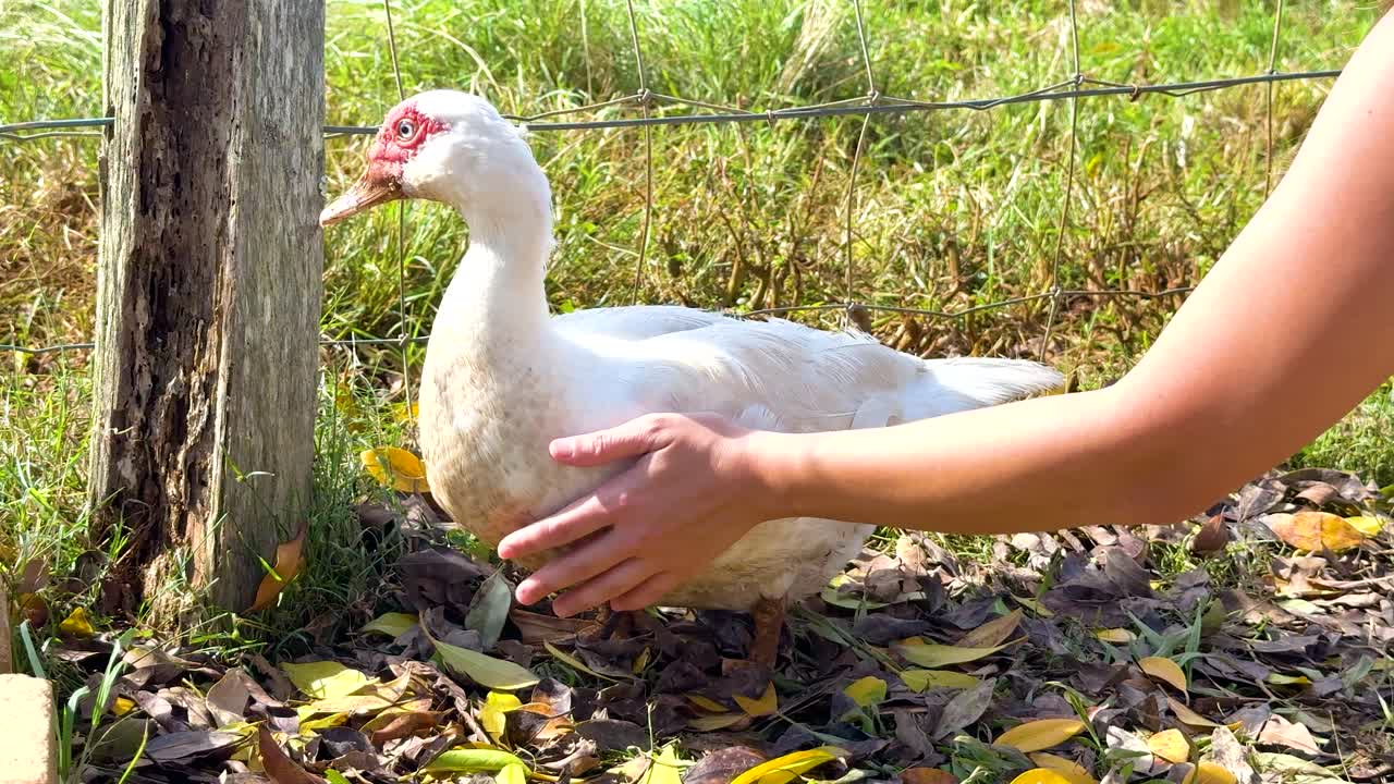 A person gently pets a duck in a sunny farm setting, showcasing a serene and peaceful interaction
