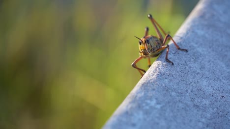 Saltamontes-Gigante-Lubber-Oriental-Caminando-Sobre-La-Baranda-En-El-Parque-Nacional-De-Los-Everglades