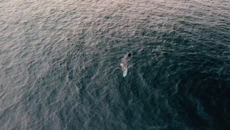 drone view of a grey whale