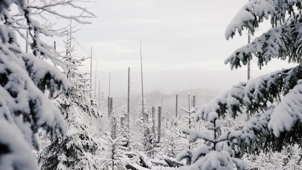 안개가 자욱한 넓은 시야를 가진 추운 겨울날 체코 산에서 자라는 눈 덮인 소나무