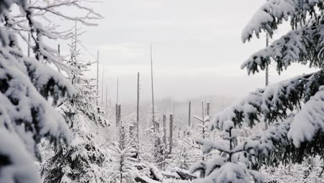 Pinos-Nevados-Que-Crecen-En-La-Montaña-Checa-Durante-El-Frío-Día-De-Invierno-Con-Una-Vista-Panorámica-Nublada