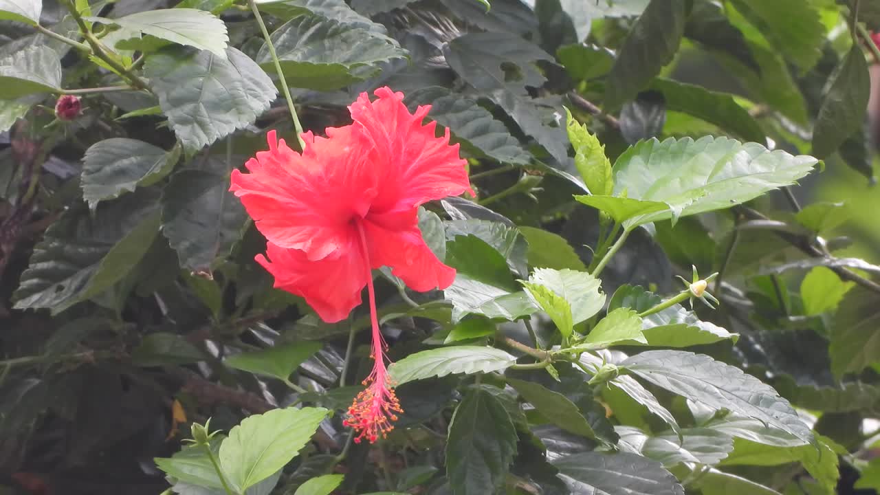 flor de hibisco - hermosa - verde