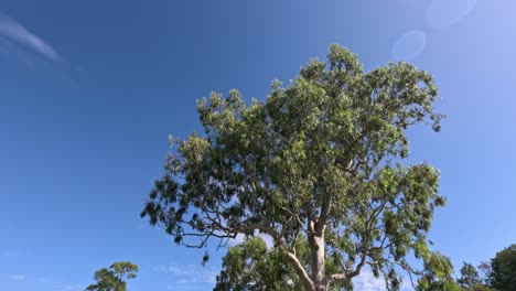 static view of a large tree against blue sky