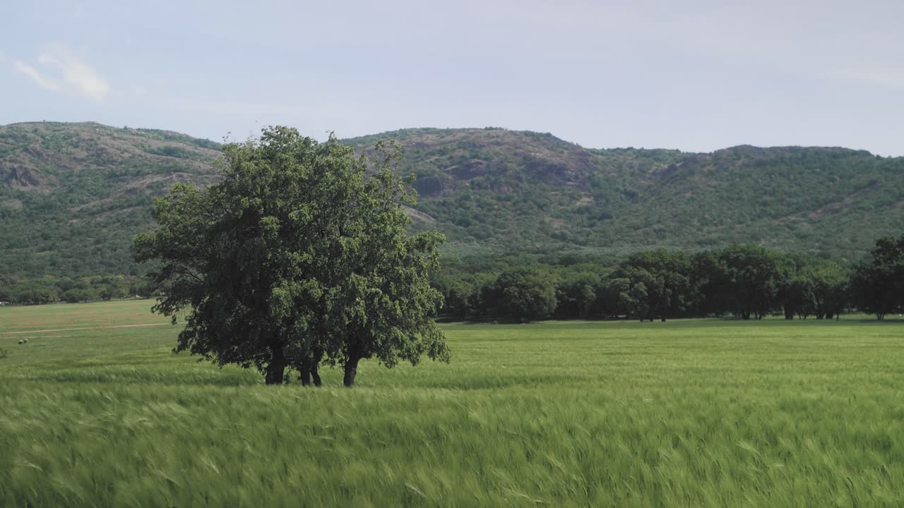 Super slow motion static shoot of a solidary treen in a field of green wheat blowing in the wild