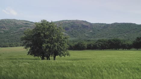 super slow motion static shoot of a solidary treen in a field of green wheat blowing in the wild