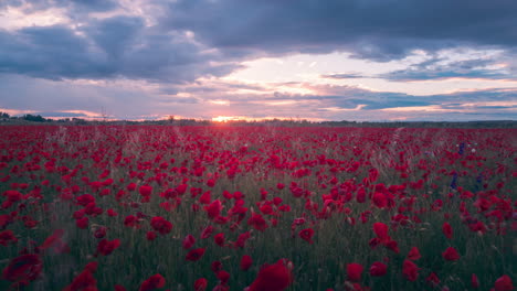 campo de flores de amapolas durante el atardecer