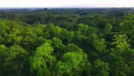 khadimnagar national hill forest with green ecological lush tree