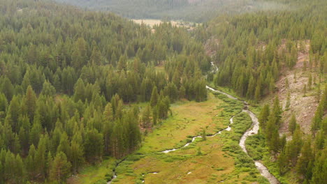 aerial close view of pine forest in valley with river stream running through