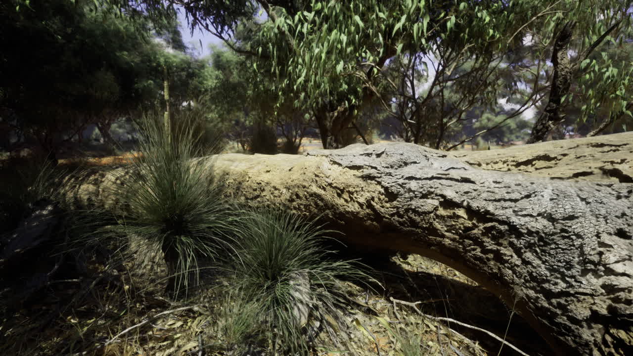 Nature trail with fallen tree and green vegetation in a serene setting
