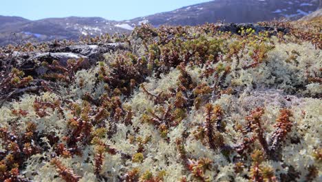 arctic tundra lichen moss close-up. found primarily in areas of arctic tundra, alpine tundra, it is extremely cold-hardy. cladonia rangiferina, also known as reindeer cup lichen.