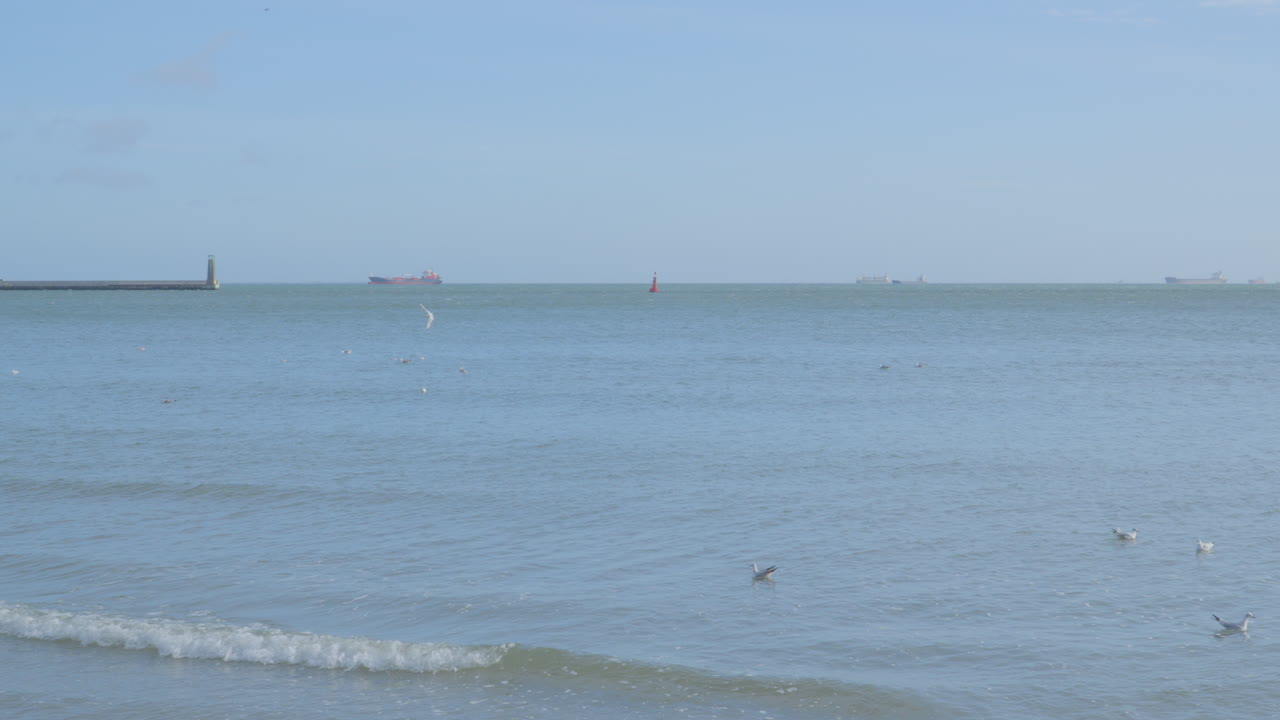 날아다니는 갈매기가 먹이를 찾아다니는 발트해 연안 - 축소