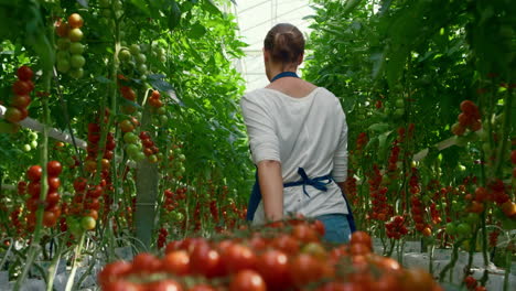 agricultor cosecha de tomate cerezo industria de plantación. nutrición de vitaminas naturales agrícolas