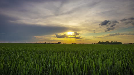 Bauernhoflandschaft-Mit-Grünen-Feldfrüchten-Bei-Sonnenuntergang-Zur-Goldenen-Stunde